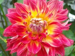 photo of the dahlia flower in nature