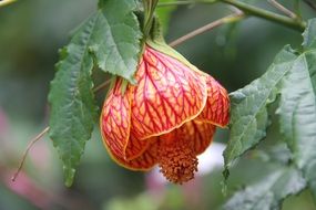 bloom of a beautiful flower in the desert