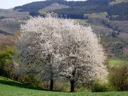 Tree in the spring in Luxembourg