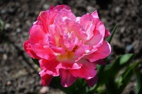 blooming rosebud in the garden