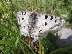 picture of the grey butterfly in nature