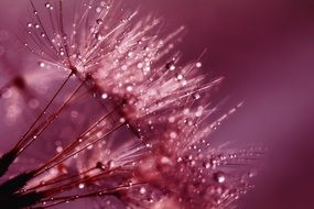 dandelion seeds pink drawing, dew