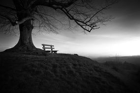 bench under the tree in black and white