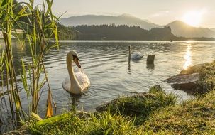 swan on a lake