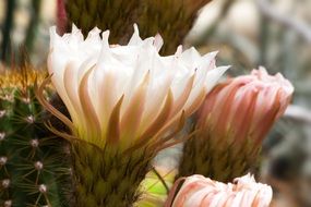 Flowers blossom on the cactus on a blurred background
