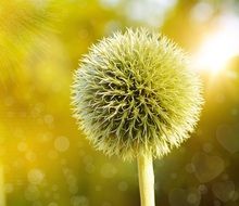 bloom of a thistle in the form of a globe