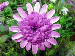 irresistible summer violet