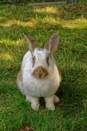 meadow hare