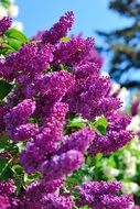 very beautiful lilac