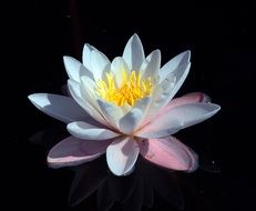 Beauty water lily