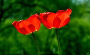 red tulips on a background of green trees