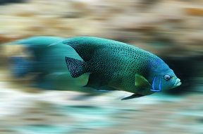 bright fish in speed