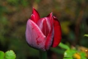 dark red closed tulip blossom