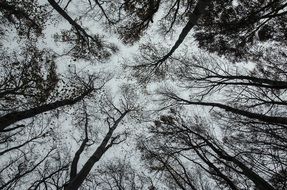 trees perspective black and white high view