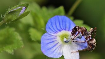 insect on a blue flower macro photo