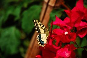 bright butterfly on red flowers