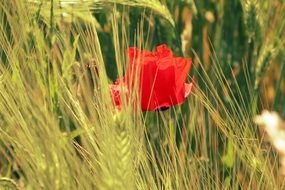 poppy in a field close-up on blurred background