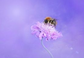large insect on a pale purple flower close-up