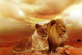lions are lying on the sand in a safari