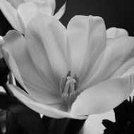 black and white picture of an opened tulip