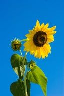 sunflower against a clear sky