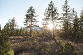 edge of the forest at sunset