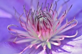 purple flower bud is blooming