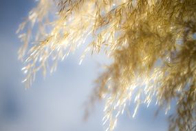 unusual beauty pampas grass