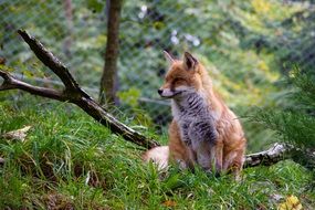 cute fuchs female sitting portrait