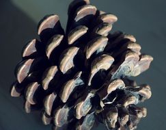 closeup of pine cone