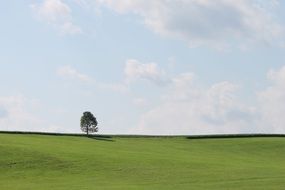 Lonely tree among the green field