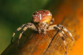 spider-like furry insect