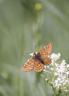 butterfly on a white flowers