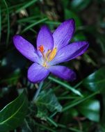 beautiful purple spring flower in nature