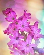 pink hyacinth flower in nature