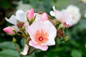 Beautiful flowers with buds close-up