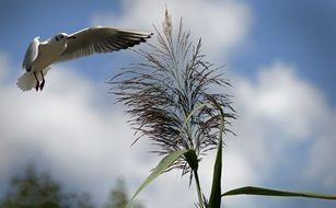 flying seagull