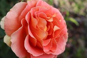 gentle charming rose