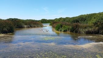 green shores near the lagoon