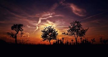 landscape of trees against the sunset