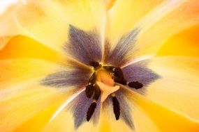 middle of a yellow tulip close up