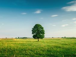 lonely tree on the green field