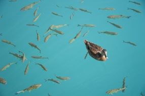 duck on blue water with fish