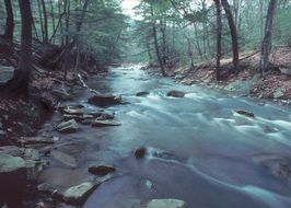 A mountain stream in the middle of the forest