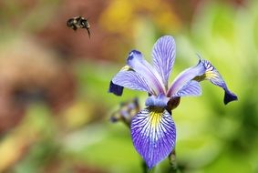 insect on the beautiful violet and yellow iris on a sunny day at blurred background with colorful plant