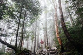 hiker in a foggy forest