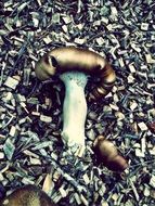 mushroom on bark mulch