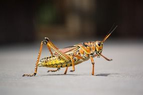orange grasshopper insect macro