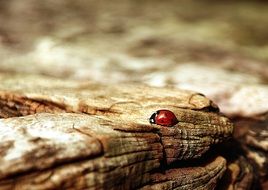 ladybug on a brown wood