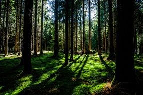 tall spruce forest at summer